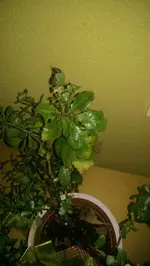 IMAG0057.webp