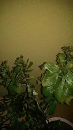 IMAG0061.webp