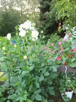 image.webp