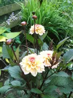 image.webp