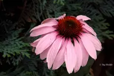 _Sohut hellrosa.webp