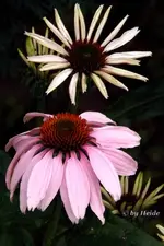 _So.hut hellrosa.webp