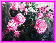 043.webp