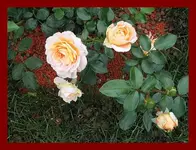 049.webp