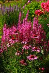 Agastache_Phlox_Ruten_Weiderich_Echi_pink_lila_blau_purple_700.JPG