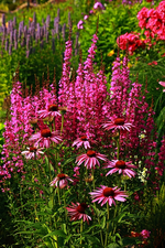Agastache_Phlox_Ruten_Weiderich_Echi_pink_lila_blau_purple_700.webp