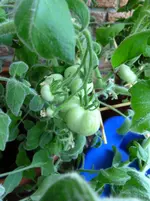 Fuzzy Wuzzy Früchte 18.7..webp
