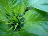 Sonnenblume 18.7..webp