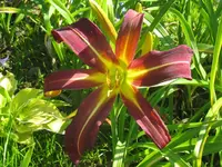 dark star1_1024x768.webp