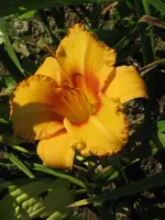designer gold2_576x768.webp