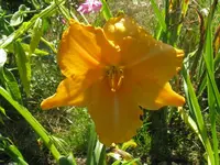 dickes luder_1024x768.webp