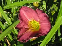 dunkle christa_1024x768.webp
