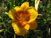 folled me2_1024x768.webp