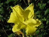 gelb gefüllt_1024x768.webp