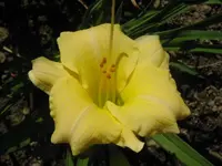 gentle shepard1_1024x768.webp