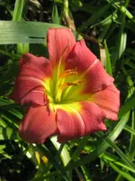 himbeertraum_576x768.webp
