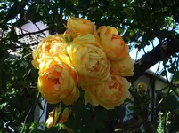 WeinmannSchwalbenweIMGP7571 (9).webp