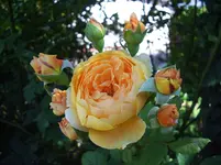 WeinmannSchwalbenweIMGP7571 (13).webp