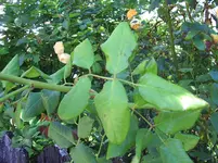 WeinmannSchwalbenweIMGP7571 (15).webp