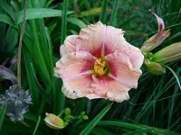 k-DSCI2822.webp