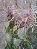004.webp