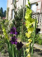 006.webp