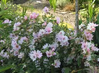 009.webp