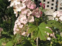 011.webp