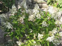016.webp
