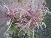 003.webp
