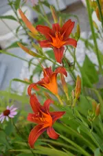 DSC_0002.webp
