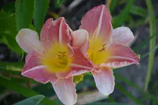 DSC_0004.webp