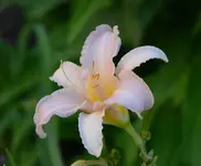 DSC_0007.webp