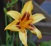 DSC_0011.webp