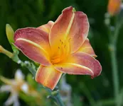 DSC_0012.webp