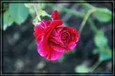 Impression.webp