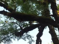 SAM_5029.webp