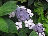 Bild 126.webp