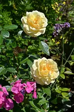DSC_2111.webp