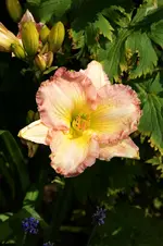 DSC_2101.webp