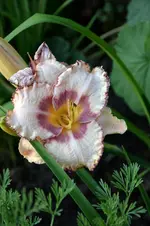 DSC_2118.webp
