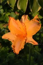 DSC_2120.webp