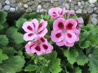 032.webp