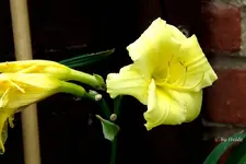 _unbek. II.webp