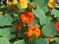 Bild 522.webp