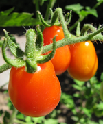 Tomate 18.07. rot.webp