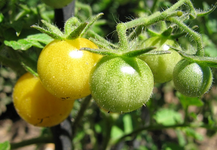 tomate 18.07. gelb.webp