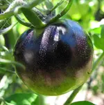 Tomate 18.07. schwarz.webp