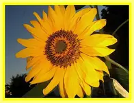 101.webp