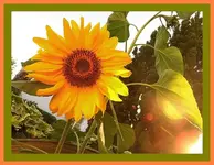 080.webp